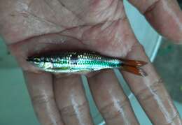 Слика од Rasbora cephalotaenia (Bleeker 1852)