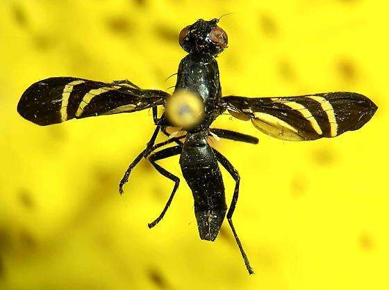 Image of Black Onion Fly