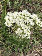 Imagem de Lobelia fenestralis Cav.