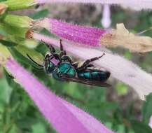 Image of Pseudaugochlora graminea (Fabricius 1804)