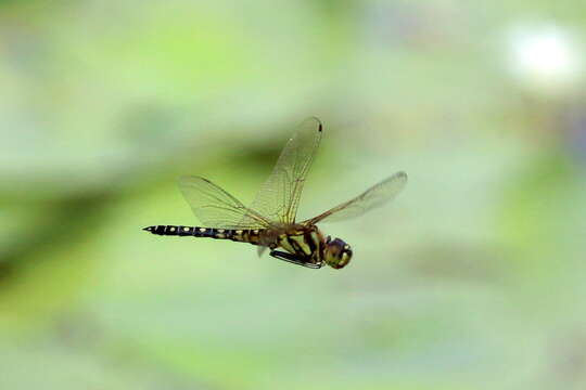 Image of Hydrobasileus brevistylus (Brauer 1865)