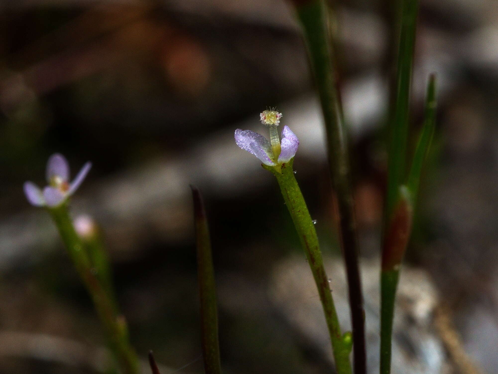 Image de Stylidium despectum R. Br.