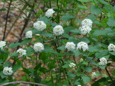 Image of Atlantic ninebark