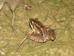 Image of Bolivian White-lipped Frog