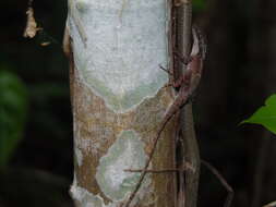 Imagem de Anolis rodriguezii Bocourt 1873