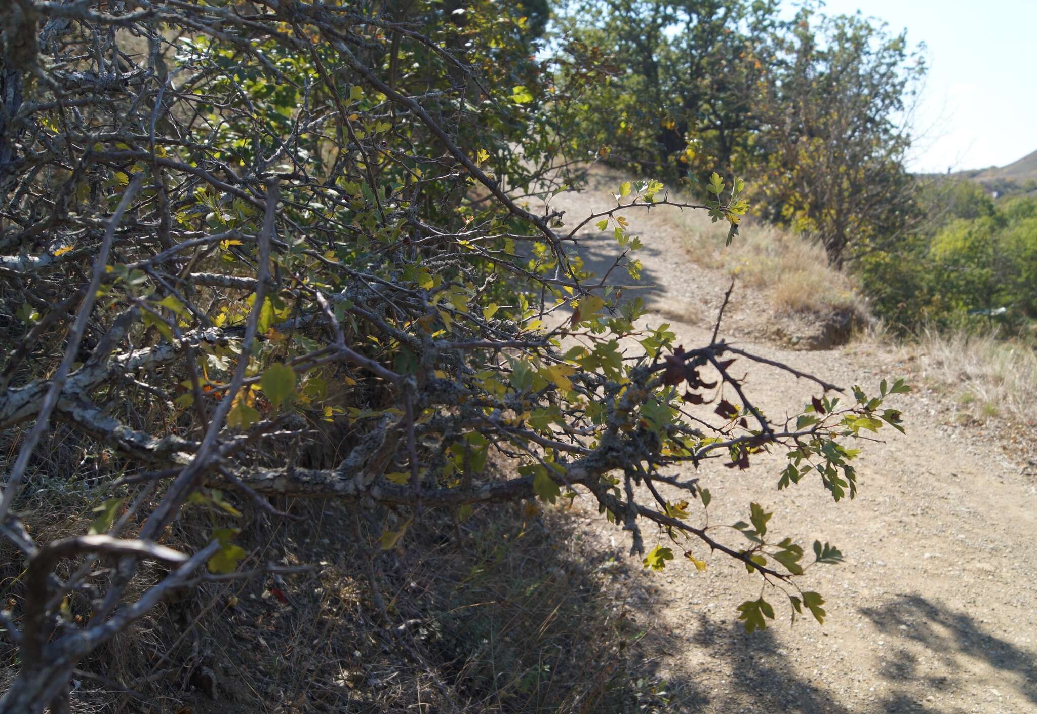 Image of Crataegus karadaghensis Pojark.