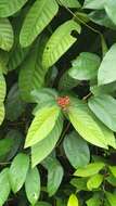 Image of Ixora congesta Roxb.