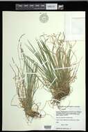 Image of fibrousroot sedge