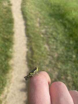 Melanoplus viridipes Scudder & S. H. 1897的圖片