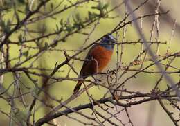 Image of Cape Rock Thrush