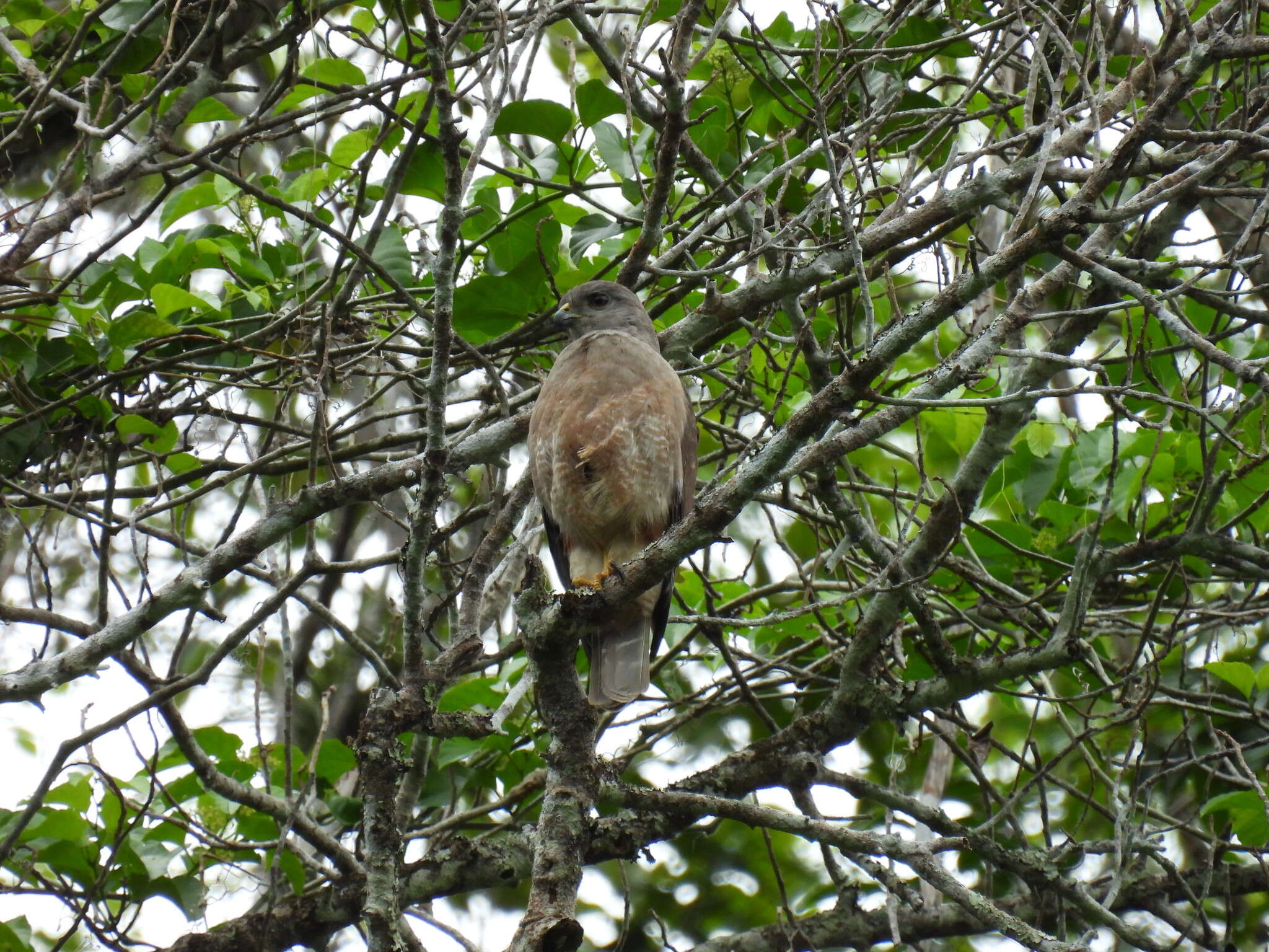 Слика од Buteo ridgwayi (Cory 1883)