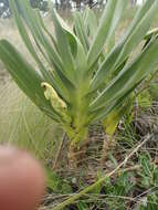 Image of Angraecum sororium Schltr.