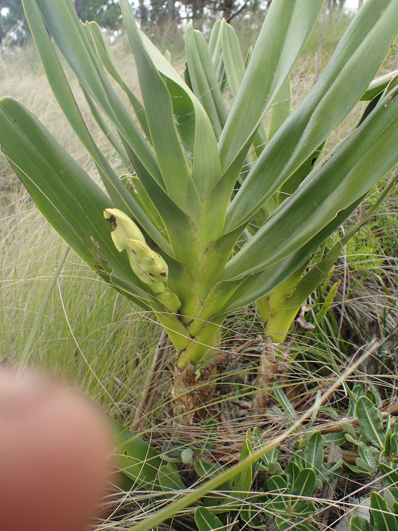 Image of Angraecum sororium Schltr.