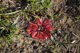 Image of Drosera rosulata Lehm.