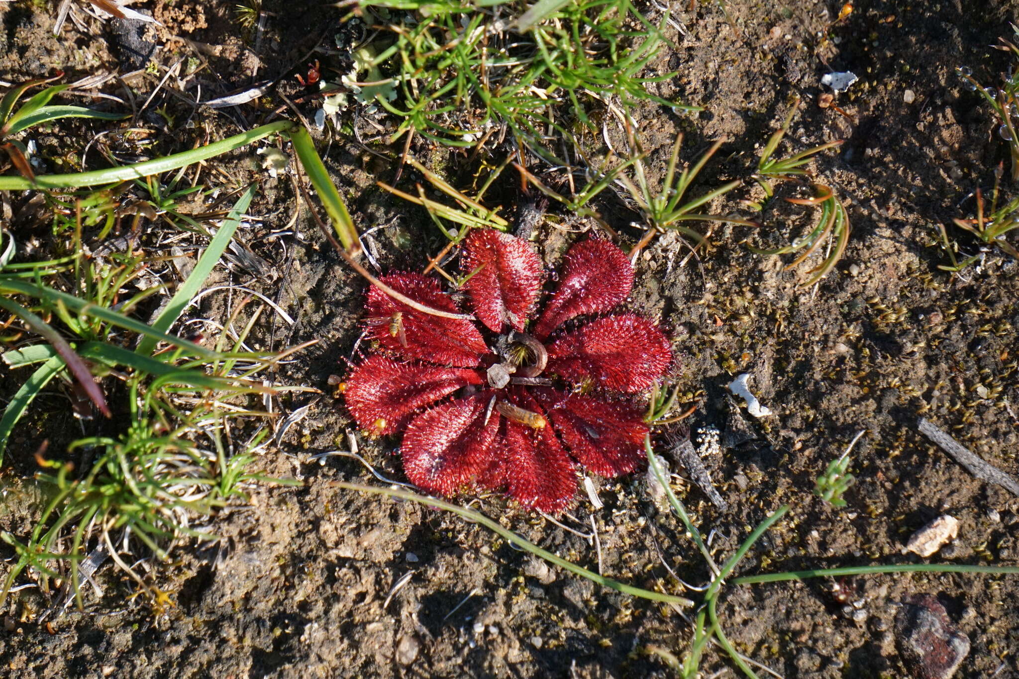 Image of Drosera rosulata Lehm.