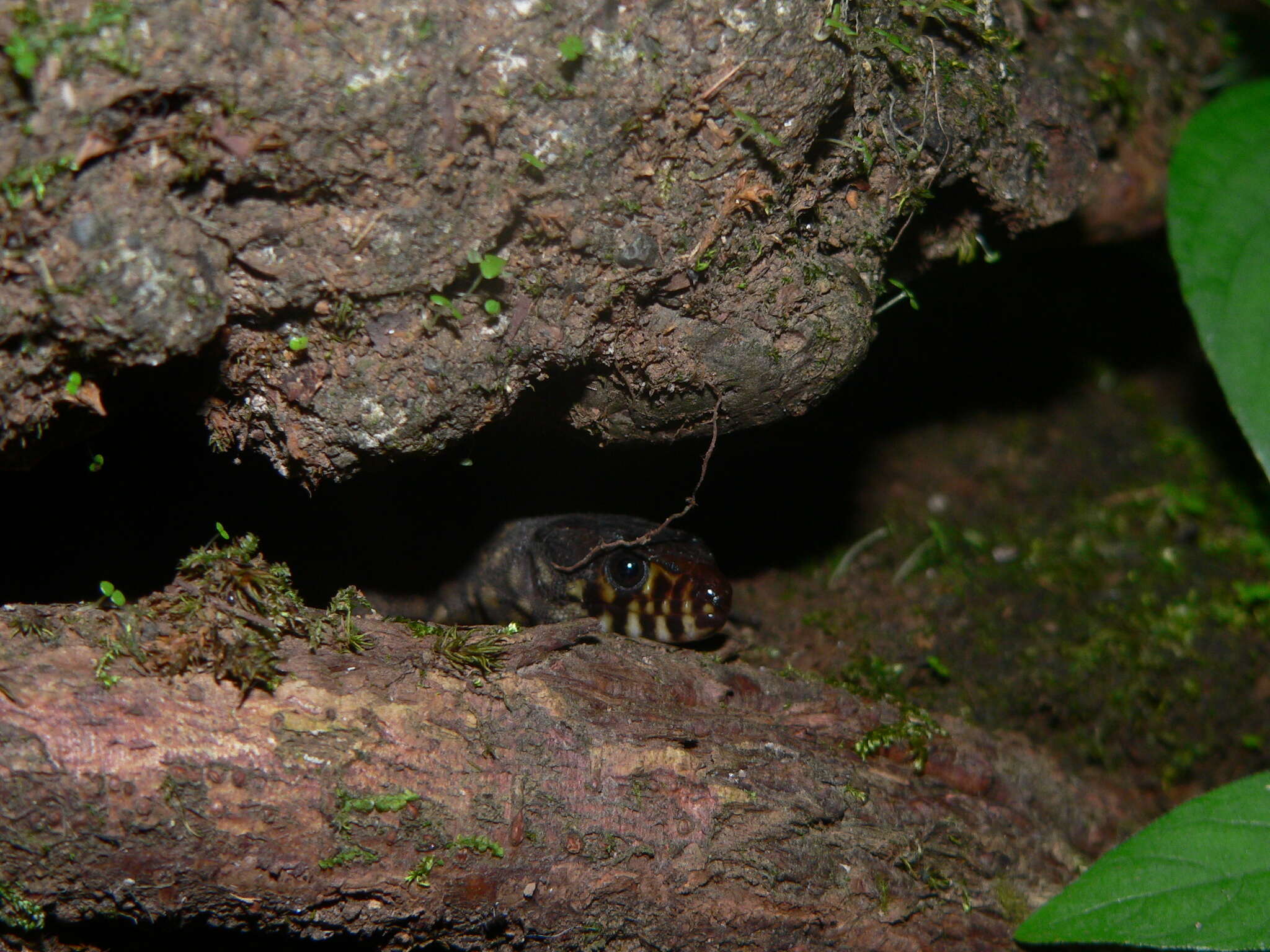 Image of Tropical night lizards