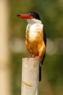 Image of Black-capped Kingfisher