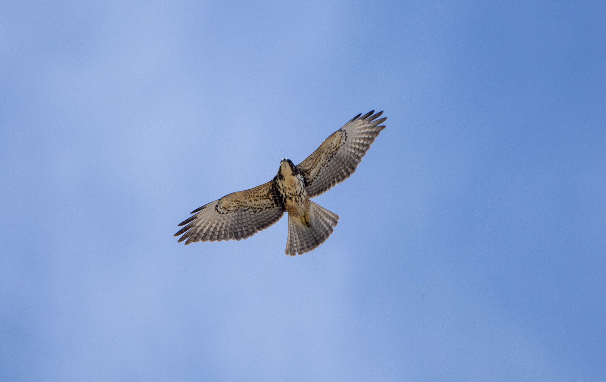 Imagem de Buteo albigula Philippi 1899