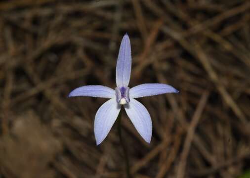 Image of Dainty blue china orchid