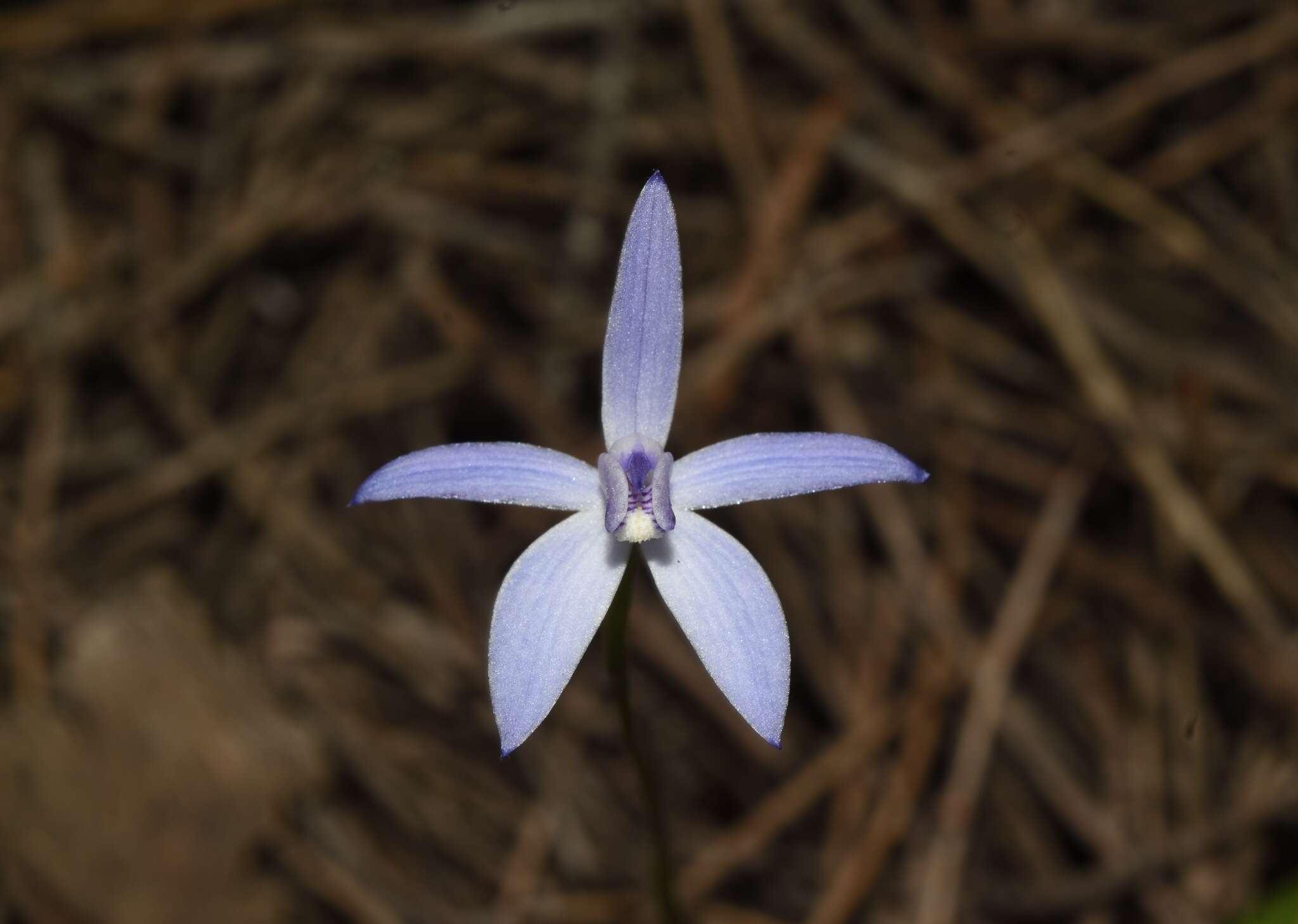 Image of Dainty blue china orchid