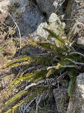 Image of narrowleaf swordfern