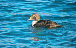 Image of King Eider