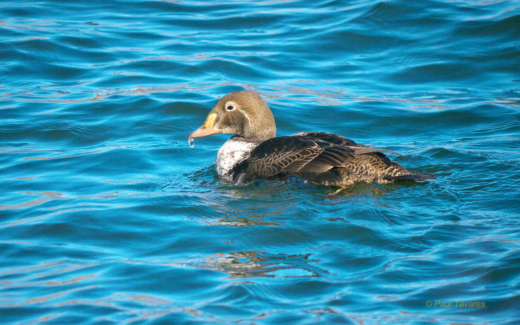 Image of King Eider