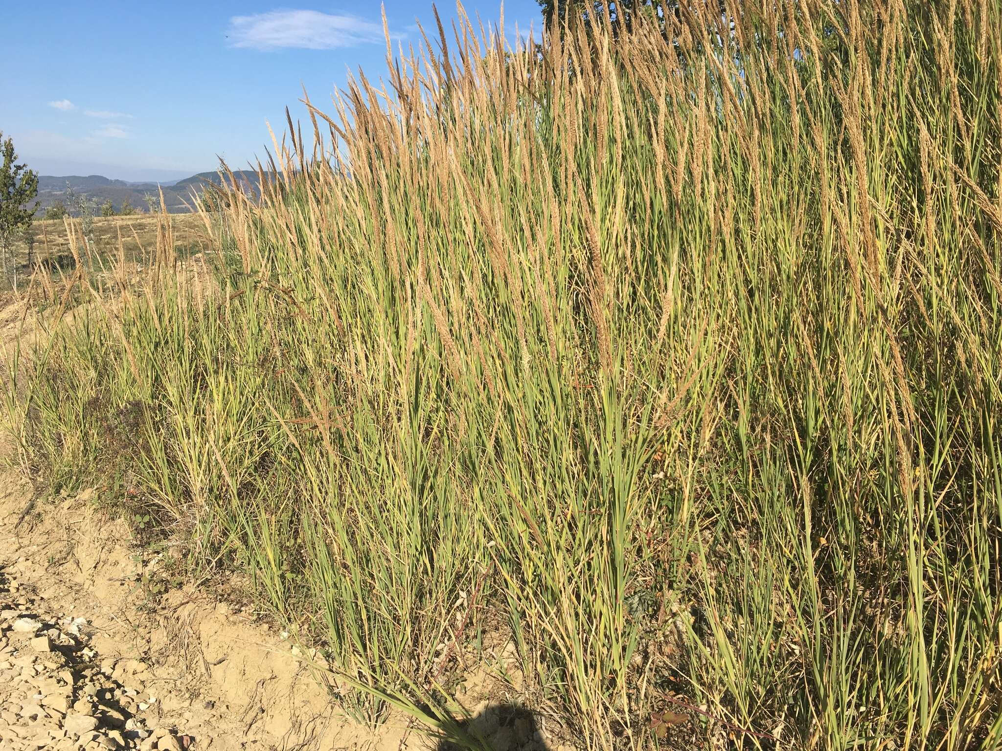 صورة Arundo plinii Turra