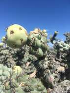 Image of Cylindropuntia cholla (F. A. C. Weber) F. M. Knuth