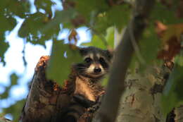 Image of raccoons