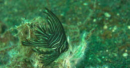 Image of Humpback batfish