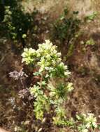 Image of Origanum vulgare subsp. virens (Hoffmanns. & Link) Ietsw.