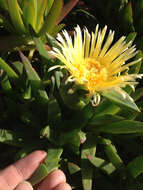 Image of hottentot fig