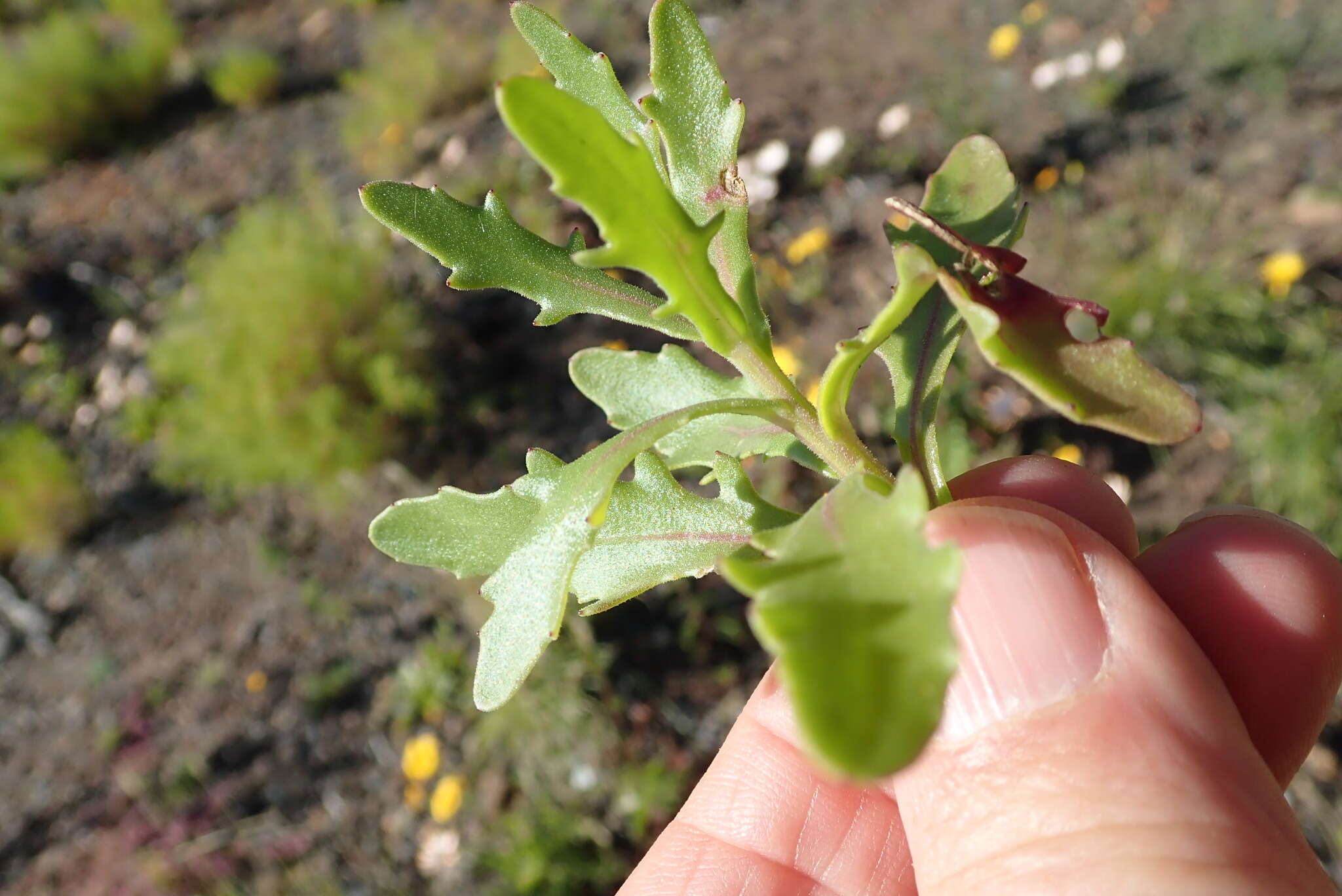 Слика од Dimorphotheca sinuata DC.