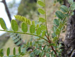 Image of Eysenhardtia punctata Pennell