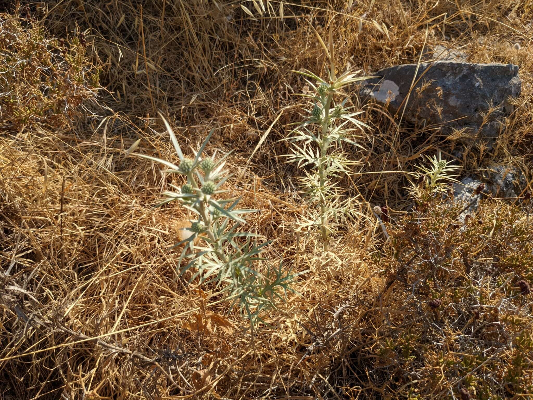 Image of Eryngium glomeratum Lam.