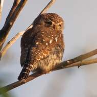 Image of Pearl-spotted Owlet