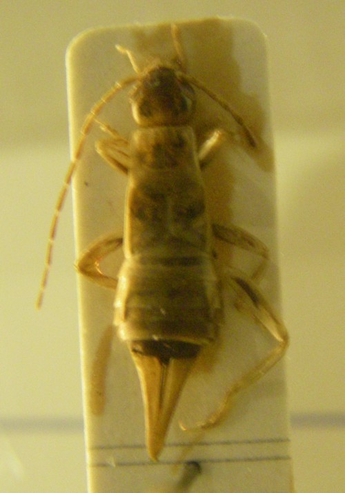 Image of <i>Guanchia canariensis</i> (Burr 1905)