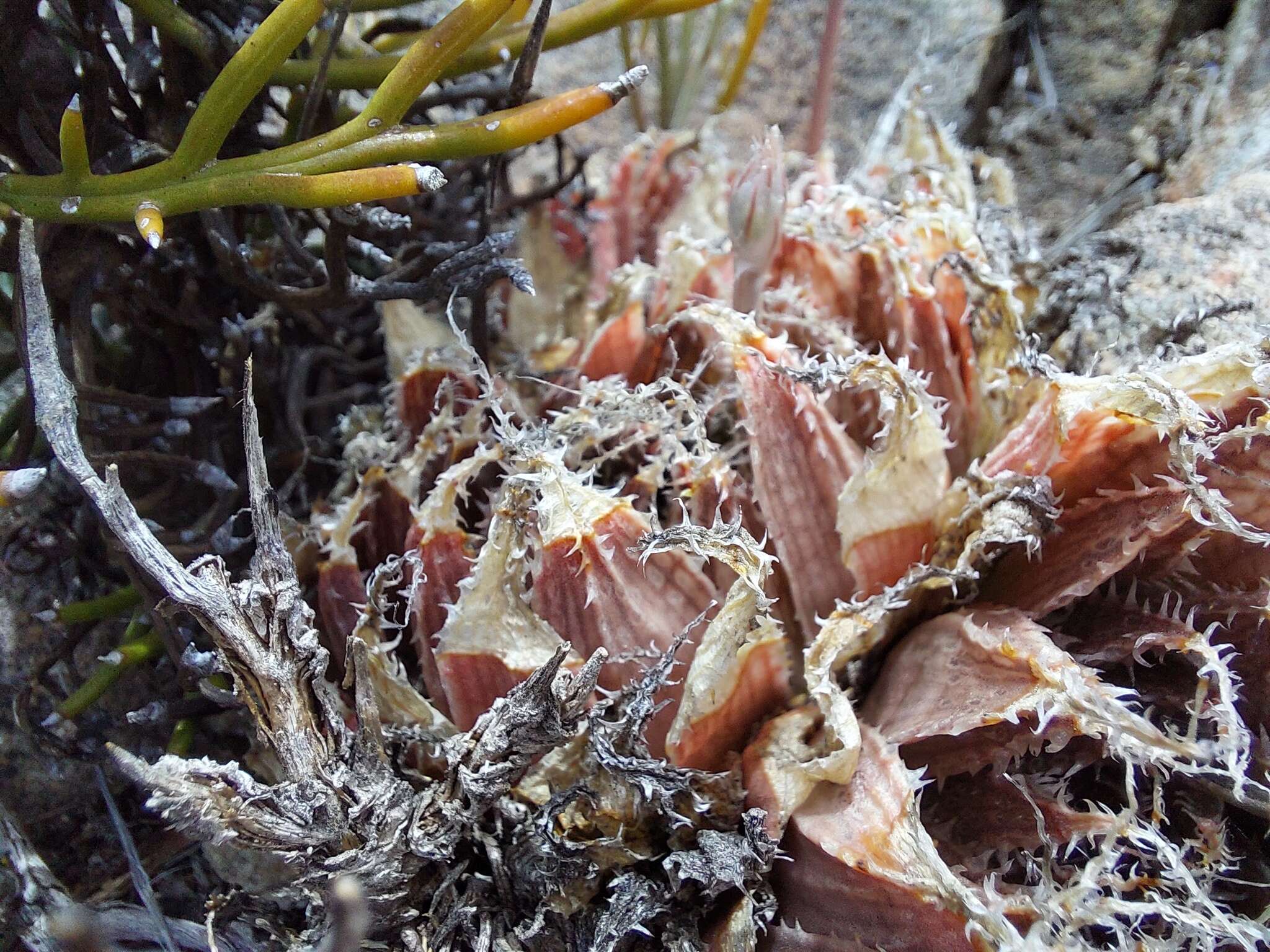 Image of Haworthia nortieri G. G. Sm.