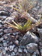 Image of Aloe compressa H. Perrier