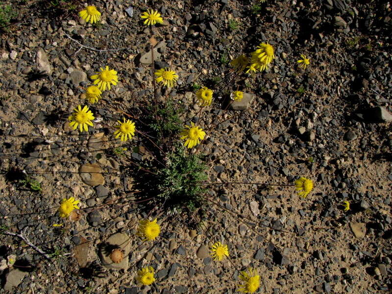 Image of Euryops annuus Compton