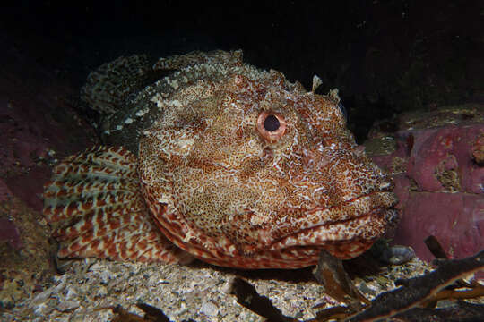 Image of Red scorpionfish