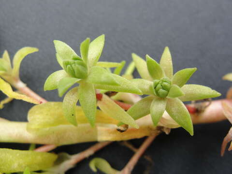 Image of Coast Range stonecrop