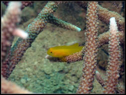 Image of Yellow clown goby