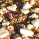 صورة Gibbaeum pilosulum (N. E. Br.) N. E. Br.