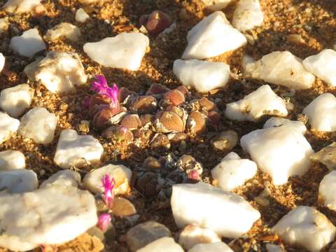 Image of Gibbaeum pilosulum (N. E. Br.) N. E. Br.