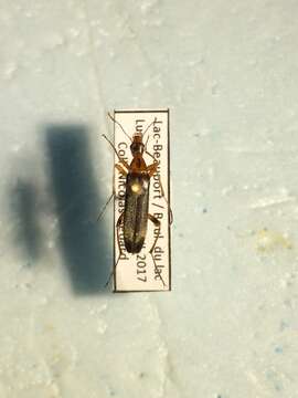 Image of False Leptura Beetle