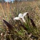 Image of Wiregrass Gentian