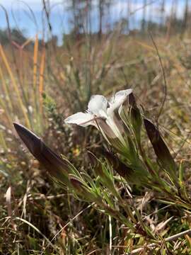 Image of Wiregrass Gentian