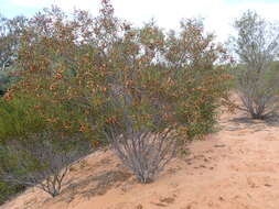 Image of acacia